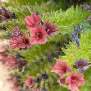 Meet your Posher, Eva